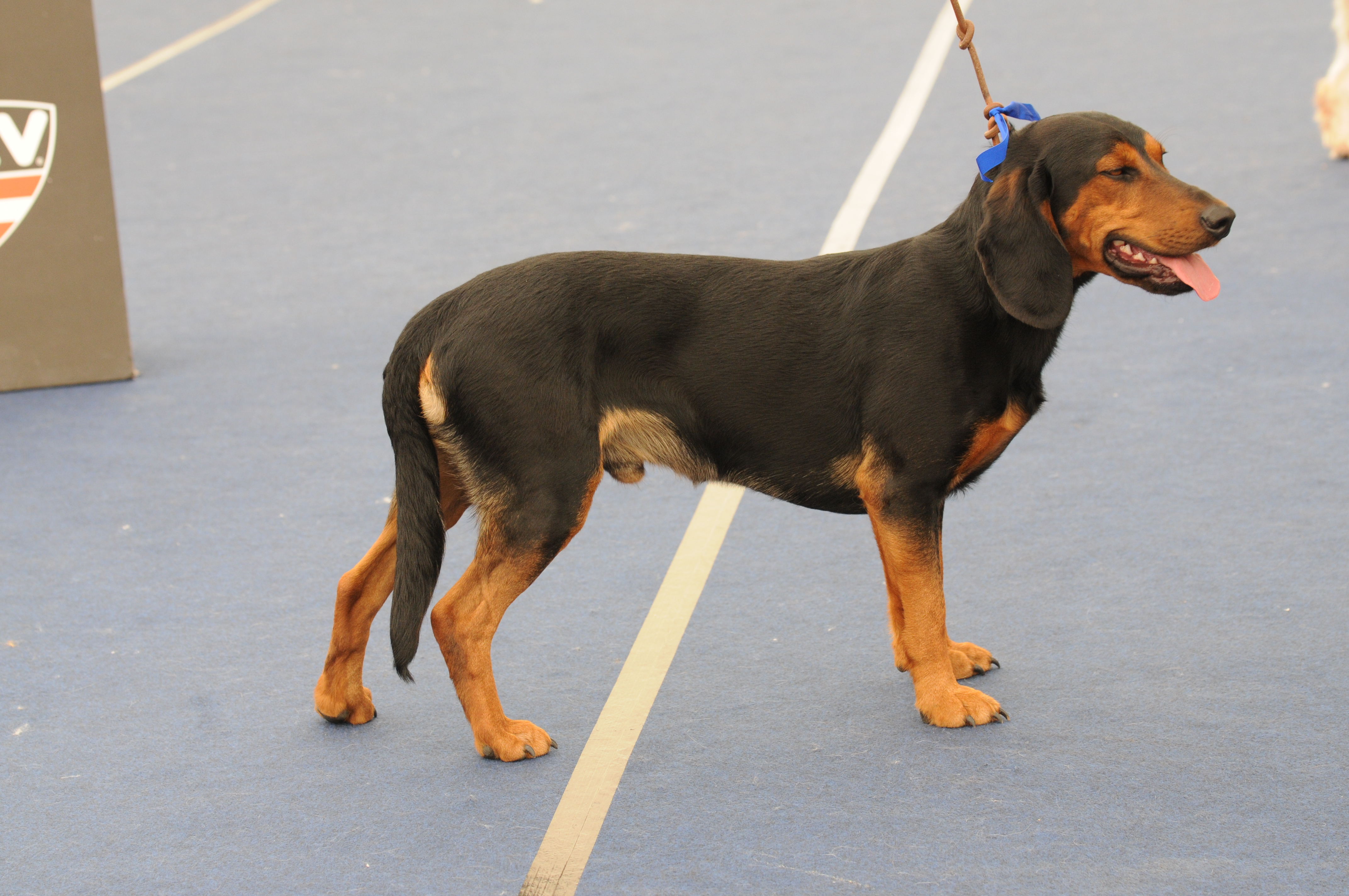 Austrian black store and tan hound